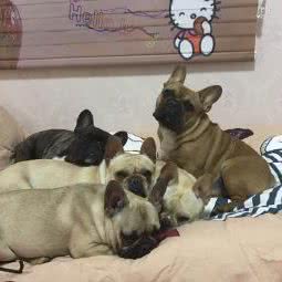 赫代尔法斗犬舍:上海城区浦东新区