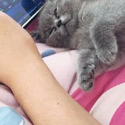 两只老虎猫舍:上海城区浦东新区
