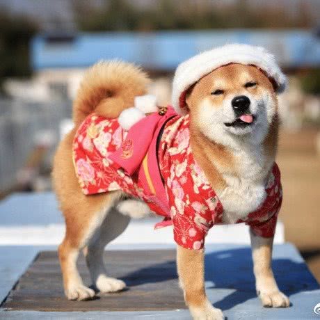 莘巴柴犬乐园:上海城区松江区