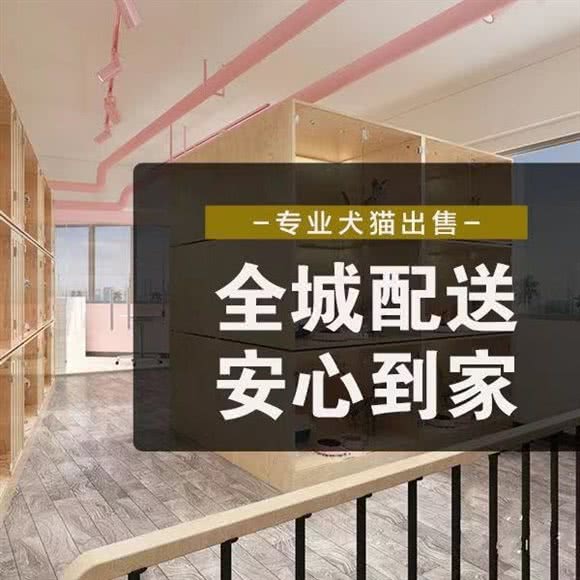 东欧宠物庄园博美约克夏贵宾(专售店):上海城区松江区