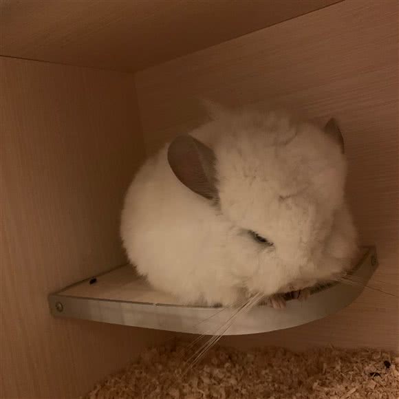 米米龙猫:上海城区松江区