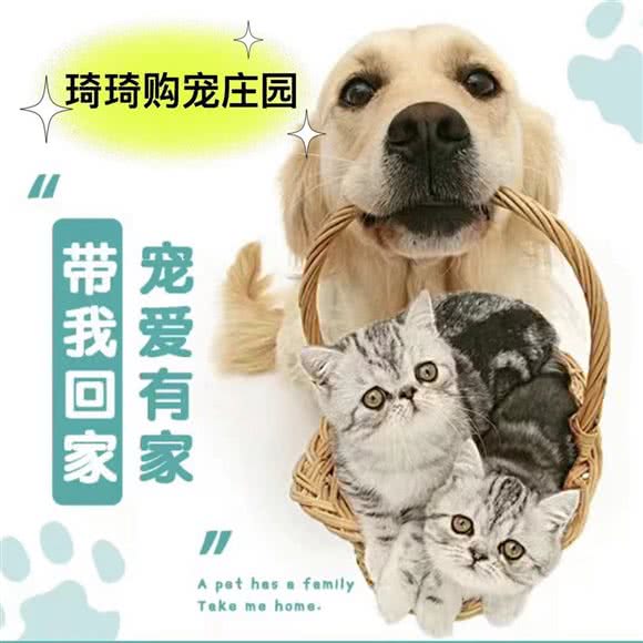 琦琦犬业?专业繁殖基地萌宠庄园:上海城区松江区