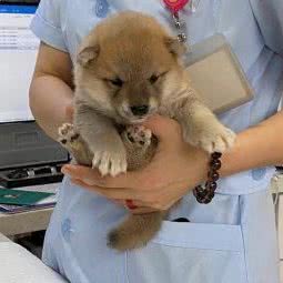 小柴家犬舍:上海城区青浦区