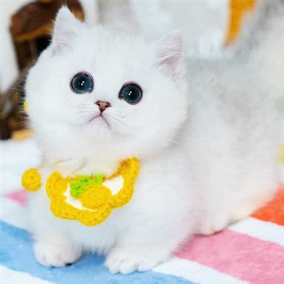 暖小仙儿猫舍:上海城区奉贤区