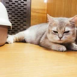 咪诺猫屋(新世界百货店):南京市玄武区