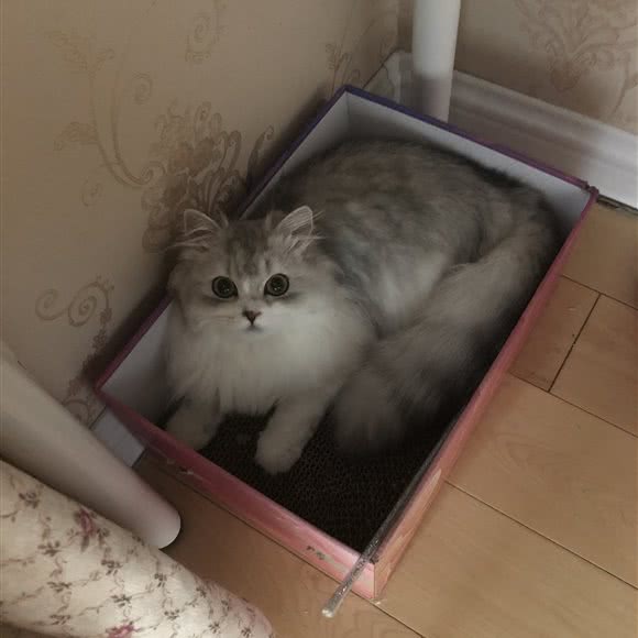 泡芙猫舍:南京市建邺区