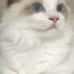 猫脾稀奢猫舍:南京市浦口区