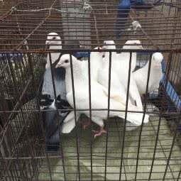 六合区东沟镇畜牧兽医站:南京市六合区