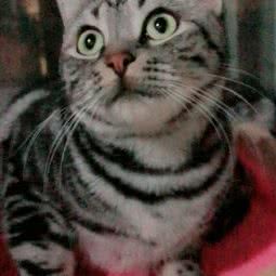 千寻萌猫:无锡市梁溪区