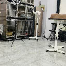 莫妮卡猫咪生活馆:无锡市江阴市