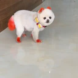 新宠之丰宠物:徐州市丰县