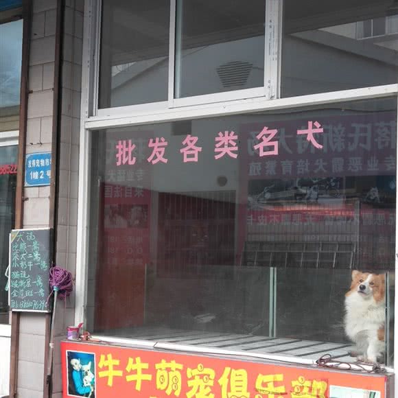 牛牛萌宠俱乐部:常州市钟楼区