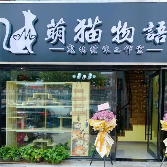 萌猫物语宠物猫咪工作室:常州市金坛区