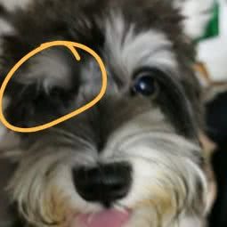 安点宠物:常州市金坛区