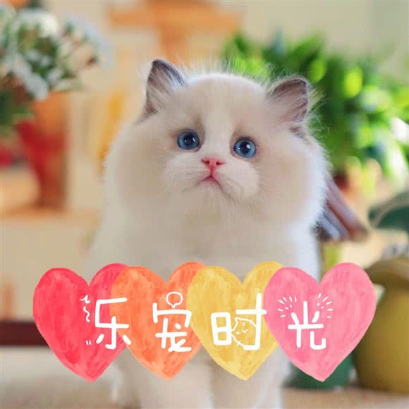 乐宠时光:北京城区朝阳区百子湾附近