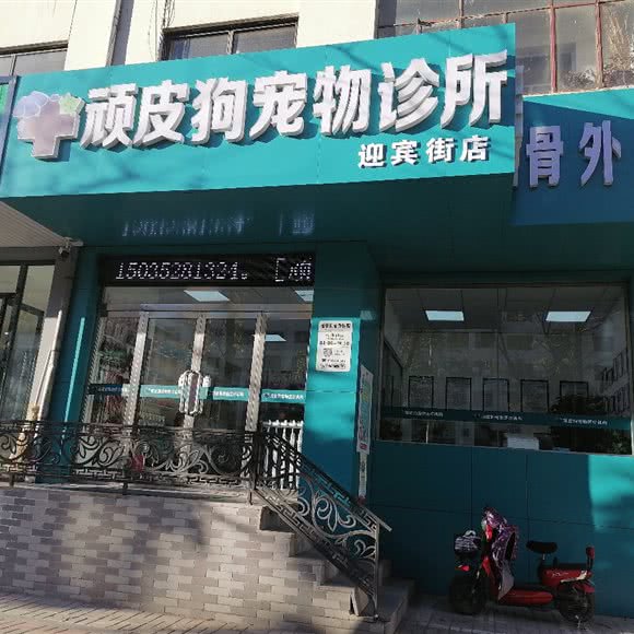 顽皮狗宠物诊疗(迎宾街店):大同市平城区南关/迎宾东街附近