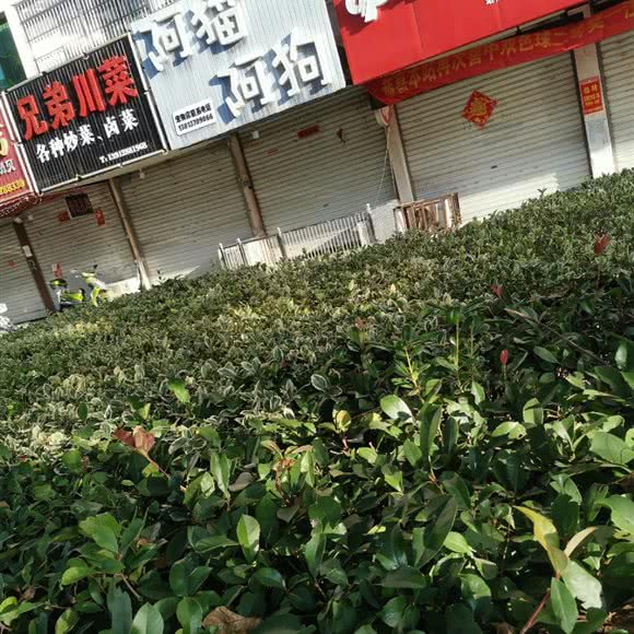 阿猫阿狗宠物店:南通市启东市