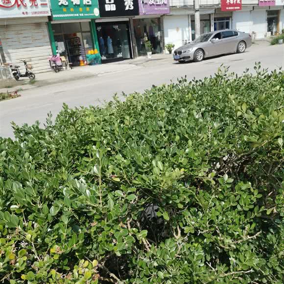 宠物店:南通市海门区