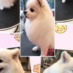 维尼宠物店:连云港市海州区