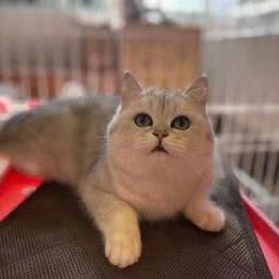 花花猫咪馆:淮安市盱眙县