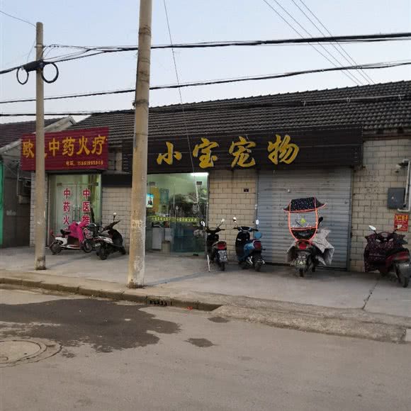 小宝宠物:盐城市射阳县