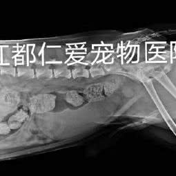 仁爱宠物医院:扬州市江都区