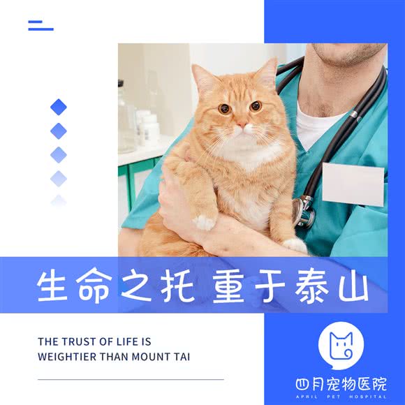四月宠物医院 笕桥店:杭州市上城区