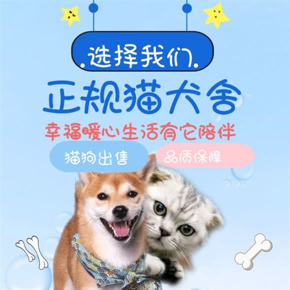 阳阳宠物庄园·猫狗售卖:杭州市富阳区