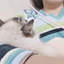 佩希矮脚布偶猫舍):杭州市临平区