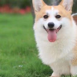柯基犬舍:宁波市海曙区