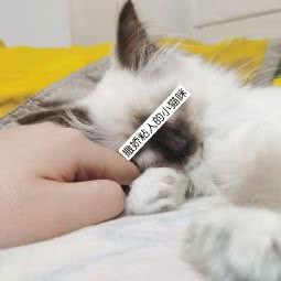 猫奴:宁波市海曙区