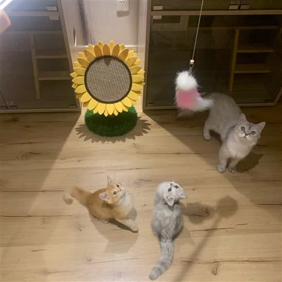 PūPūの猫舍:宁波市鄞州区