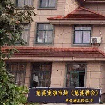 慈溪宠物市场·慈溪猫舍:宁波市慈溪市