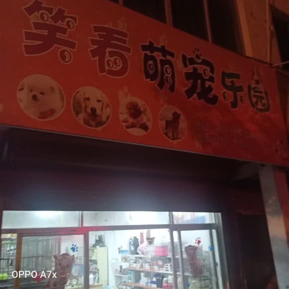 笑看萌宠乐园:温州市乐清市