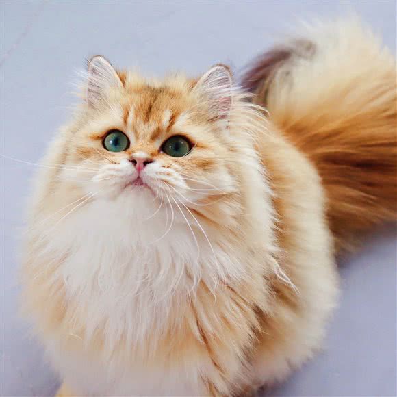 暖心猫·猫舍活体售卖:温州市乐清市