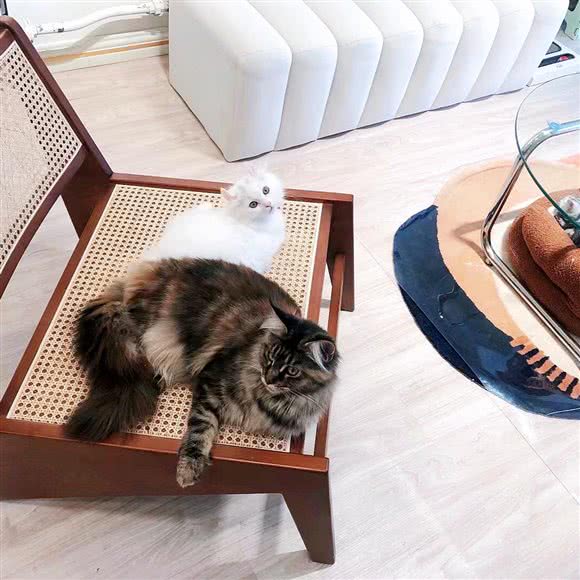 禧猫堂:晋中市榆次区榆次区附近