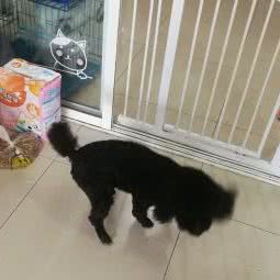小不点宠物店:嘉兴市嘉善县