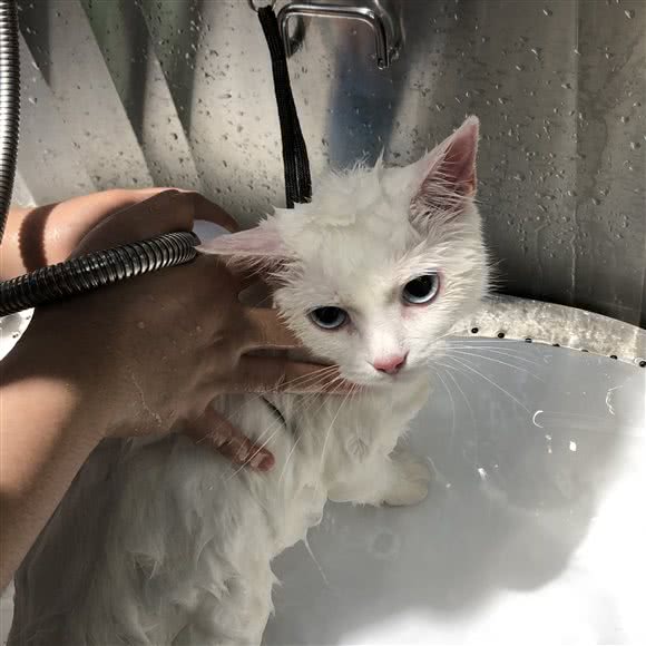 小佩狗狗:嘉兴市桐乡市