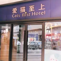 爱猫至上:嘉兴市桐乡市