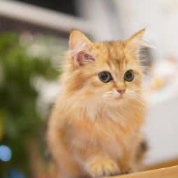 幺社领猫馆(柯桥店):绍兴市柯桥区