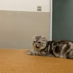 花宠里犬猫宠物生活馆(上虞万达广场店):绍兴市上虞区