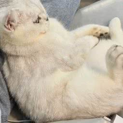 巷里猫宠物生活馆:金华市东阳市