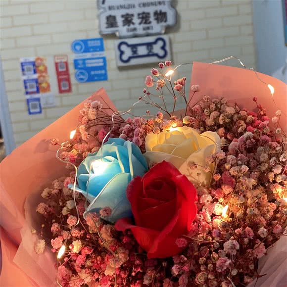 皇家宠物:运城市盐湖区南风广场附近