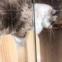 猫出没猫舍:台州市仙居县