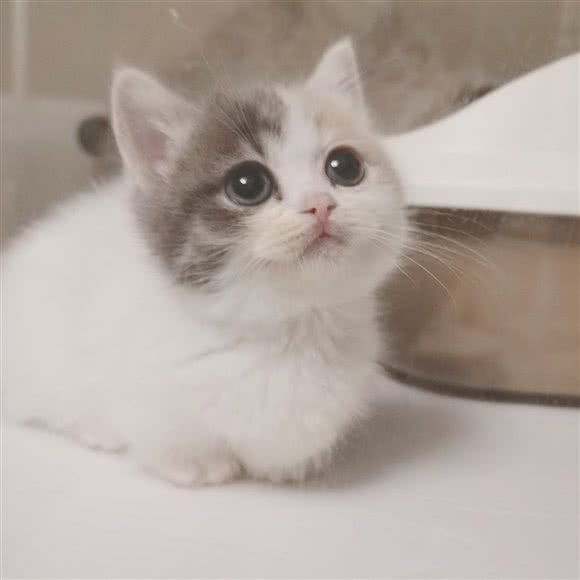 卡卡猫舍(三星桥店):台州市温岭市