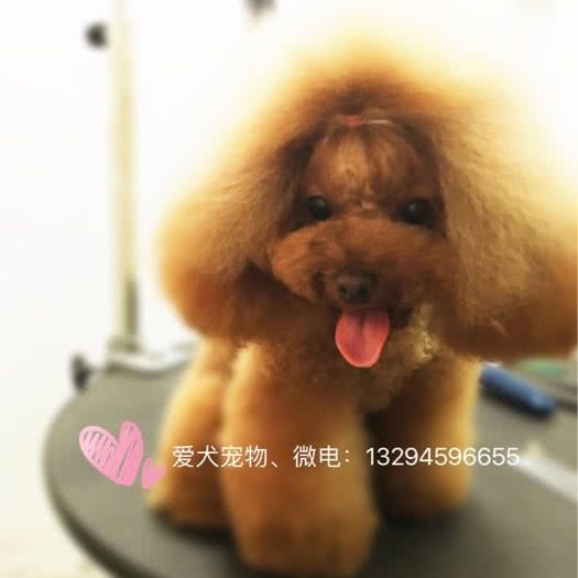 爱犬宠物:运城市盐湖区禹香苑附近