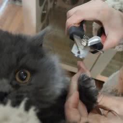 笑天犬:蚌埠市怀远县