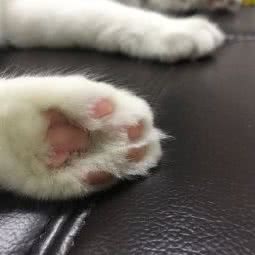 老友与其猫:黄山市歙县