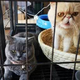 猫朋犬友:滁州市明光市