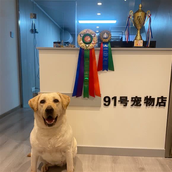 91号宠物店?猫狗售卖:宿州市泗县